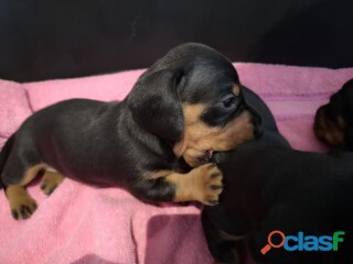 Cachorros de perro salchicha en Mazatlán | Clasf animales